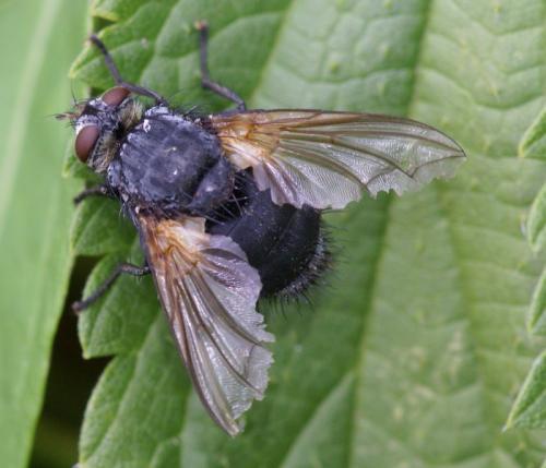 Réf. 247 047 : Nemoraea pellucida